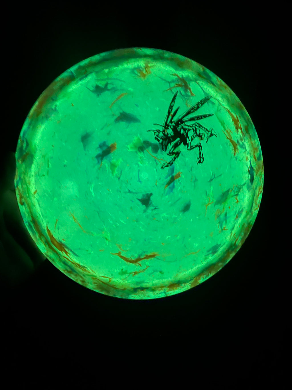 Discraft LE jawbreaker z flx Glow Cicada Dye/Foil Canvas (Read description fully!!!)